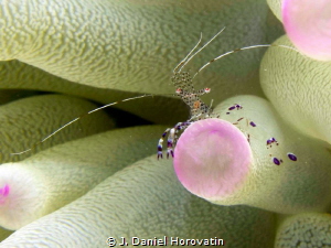 Spotted Cleaner Shrimp by J. Daniel Horovatin 